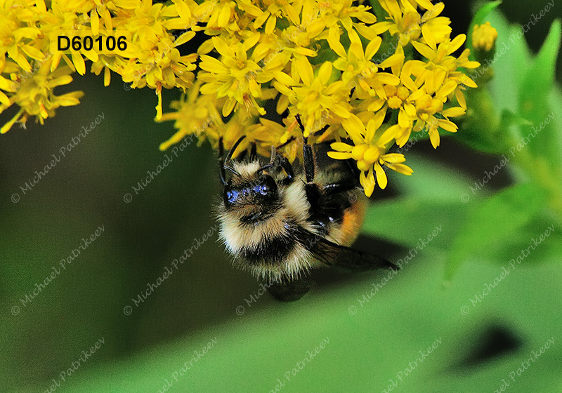 Tricolored Bumble Bee (Bombus ternaries)